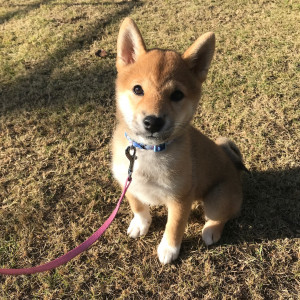キャプションがありません。